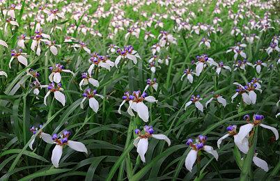 《碧蓝档案》团队新作《KV计划》宣布停止开发